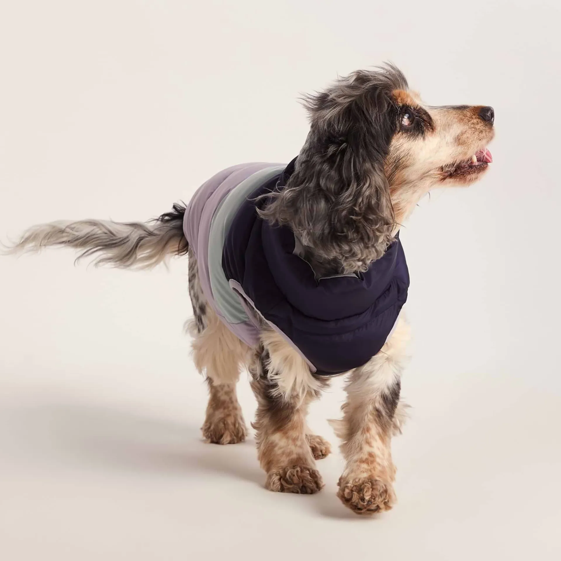 fetch-padded-dog-coat-m-oxford-cDkbPILy-0.webp Online TOG24 Fetch Padded Dog Coat M Oxford Blue/Light Mist/Lavender Grey