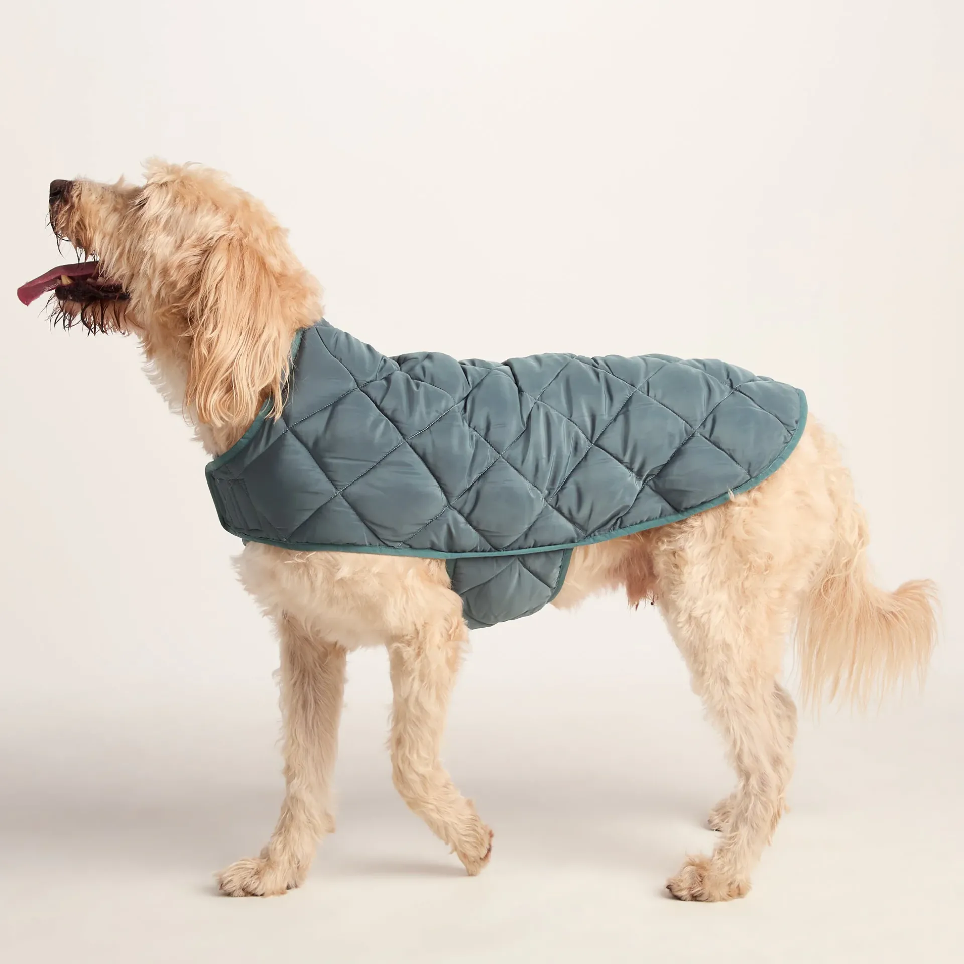 fido-padded-dog-coat-xl-graphi-PZRGDSiM-2.webp Sale TOG24 Fido Padded Dog Coat XL Graphite