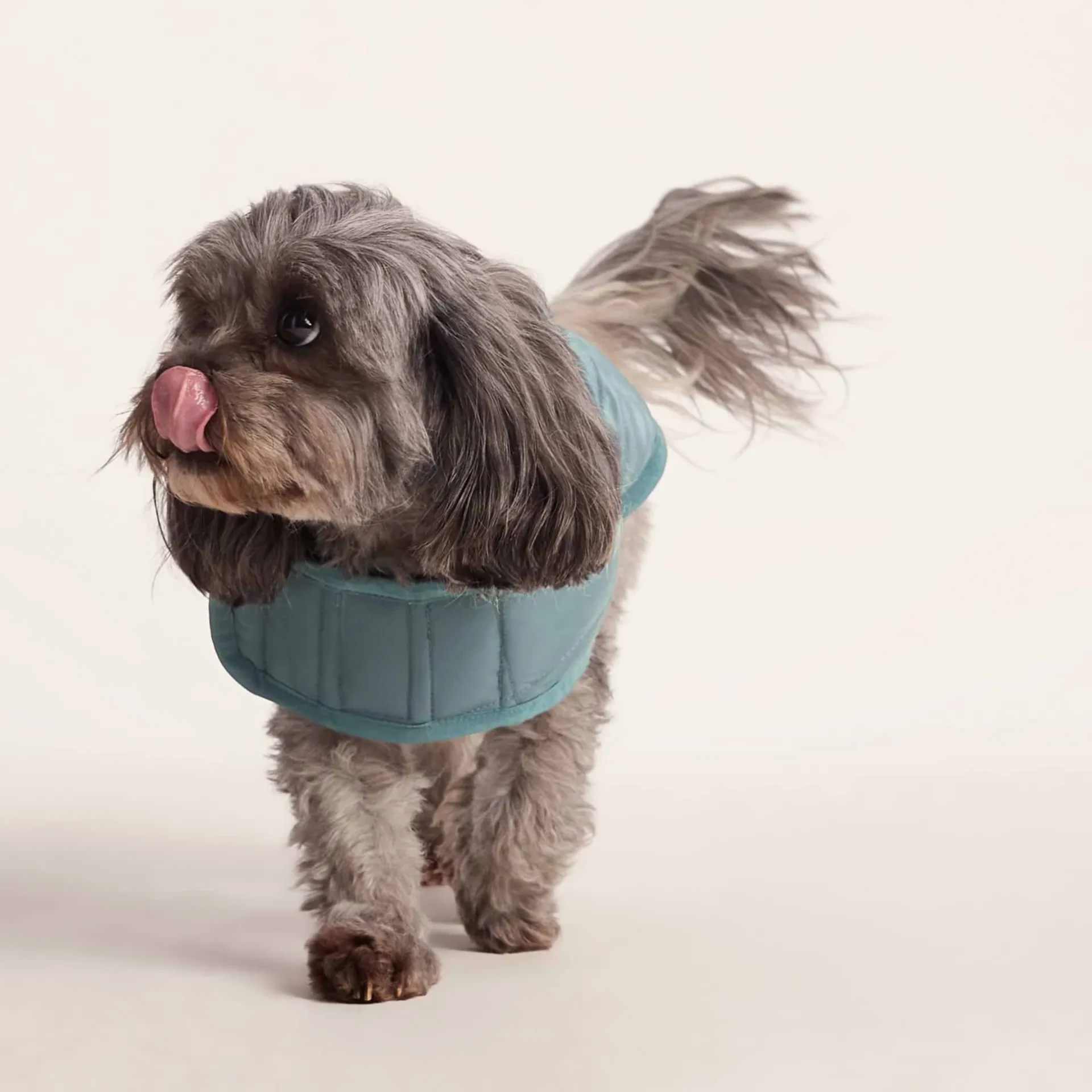 fido-padded-dog-coat-xs-graphi-iiAbjLZQ-4.webp Best TOG24 Fido Padded Dog Coat XS Graphite