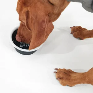 Sale TOG24 Thirsty Dog Bowl In | Dog Bowls | Dark Indigo